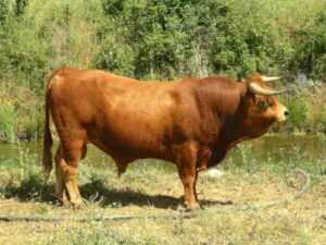 Arouquesa 牛：特征、用途和品种信息