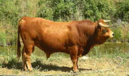 Arouquesa 牛：特征、用途和品种信息