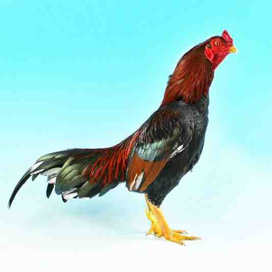 Asil 鸡：特征、气质和全品种信息