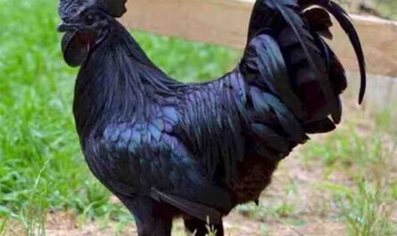 Ayam Cemani 鸡：特征和全品种信息