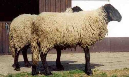 Bibrik 羊：特征、起源、用途和品种信息