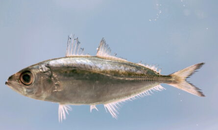 Bigeye Scad 鱼：特征、饮食、繁殖和用途