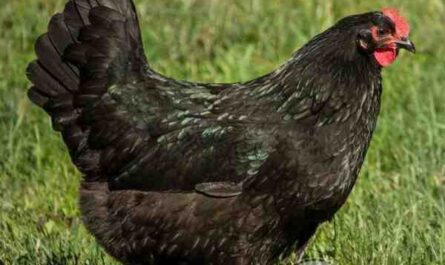 Black Australorp 养鸡：初学者的创业计划