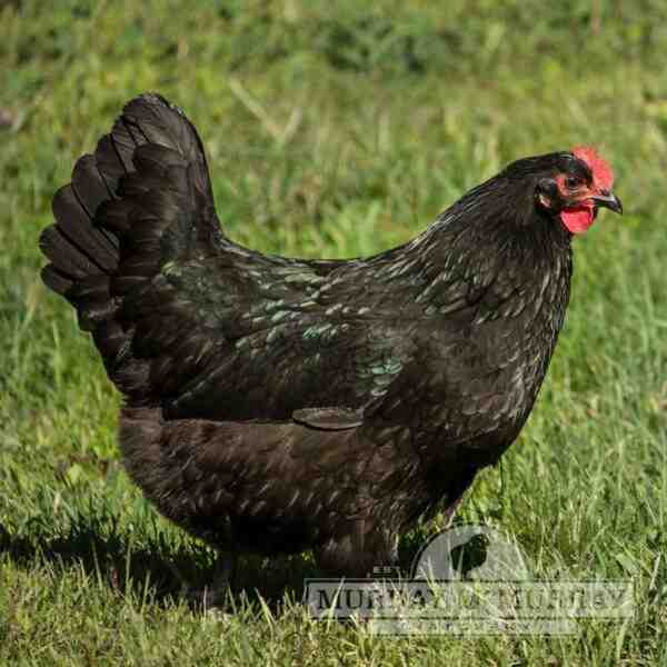 Black Australorp 养鸡：初学者的创业计划