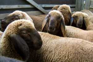Braunes Bergschaf 绵羊：特征、用途和品种信息