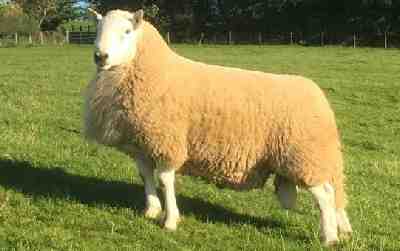 Brecknock Hill Cheviot 羊：特征、用途和品种信息