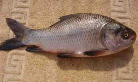 Catla 鱼：特征、饲养、繁殖和完整信息