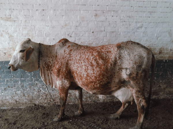 Cholistani 绵羊：特征、起源、用途和品种信息