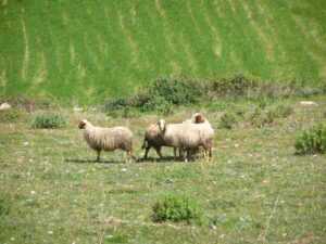 Comisana 绵羊：特征、起源、用途和品种信息