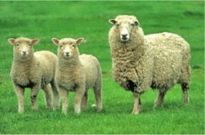 Coopworth 绵羊：特征、起源、用途和品种信息