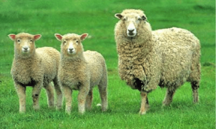 Coopworth 绵羊：特征、起源、用途和品种信息