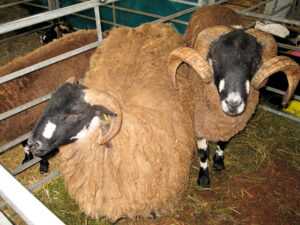 Dalesbred 绵羊：特征、起源、用途和品种信息