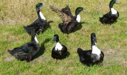 Duclair Duck Farming：初学者的创业计划