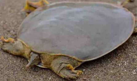 中国软壳龟：特征和信息