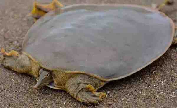 中国软壳龟：特征和信息