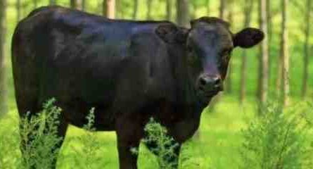 中国黑斑牛：特征和品种信息