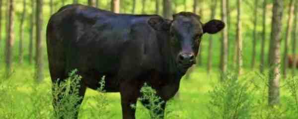 中国黑斑牛：特征和品种信息