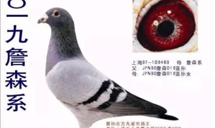 乌拉尔条纹鬃鸽：特征和品种信息
