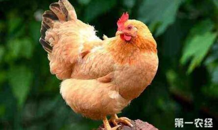 亚洲家禽品种：亚洲饲养的鸡的类型