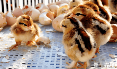 从日龄雏鸡饲养鸡：如何饲养雏鸡