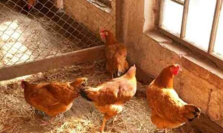 养公鸡会增加产蛋量吗
