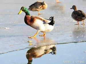 冬季照顾鸭子：如何在较冷的月份照顾鸭子
