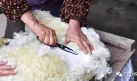 剪羊毛：如何剪羊毛（初学者指南）