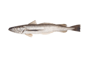 北太平洋无须鳕鱼：特征、饮食、繁殖和用途