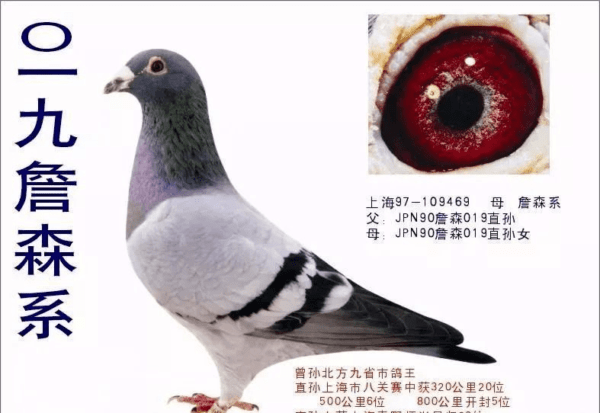 南德盾鸽：特征和品种信息