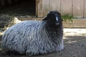 卡拉库尔羊：特征、起源、用途和品种信息