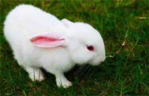 印度的兔子养殖：初学者的盈利商业指南