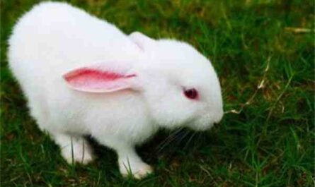 印度的兔子养殖：初学者的盈利商业指南