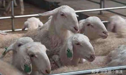 印度的养羊业：适合初学者的简单而有利可图的生意