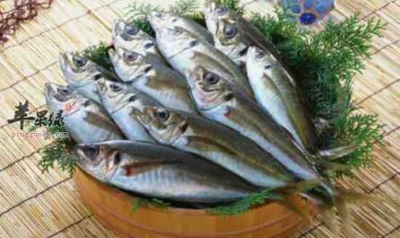 印度鲭鱼：特征、饮食、繁殖和用途