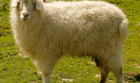 哥伦比亚绵羊：特征、起源、用途和品种信息