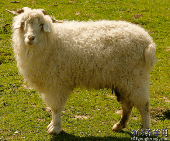 哥伦比亚绵羊：特征、起源、用途和品种信息