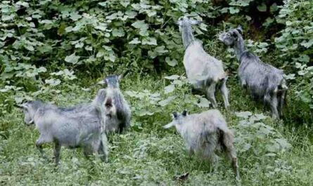喀拉拉邦的山羊养殖：初学者完整入门指南