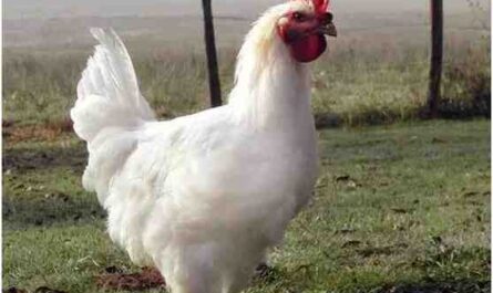 地中海家禽品种：地中海地区饲养的鸡