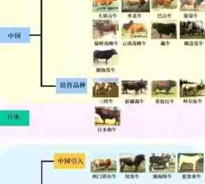 墨累灰牛：特征和全品种信息