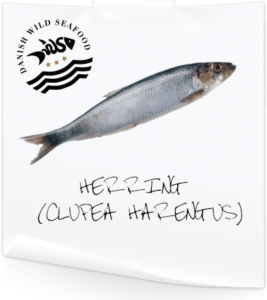 大西洋鲱鱼：特征、饮食、繁殖和用途