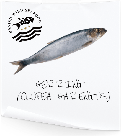 大西洋鲱鱼：特征、饮食、繁殖和用途