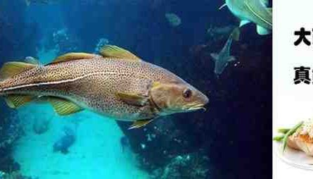 大西洋鳕鱼：特征、饮食、繁殖和用途