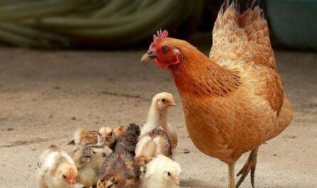 如何养公鸡和蛋鸡：完整的初学者指南