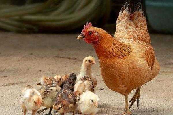 如何养公鸡和蛋鸡：完整的初学者指南