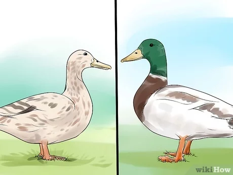如何区分公鸭和母鸭