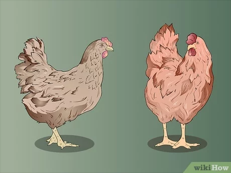 如何识别鸡：识别鸡的初学者指南
