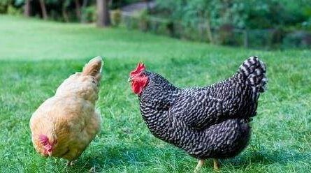 如何饲养后院鸡：初学者的完整商业指南