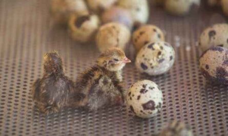 孵化鹌鹑蛋：如何孵化鹌鹑蛋初学者指南