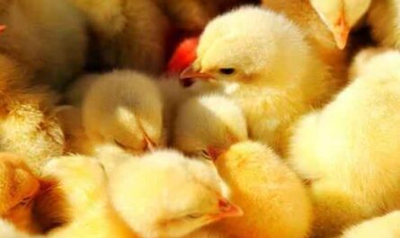 家禽养殖常见问题解答：常见问题和解答