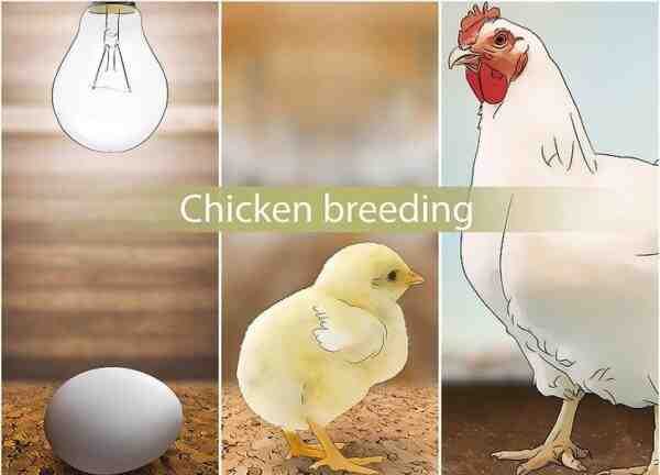 家禽养殖：适合初学者的有利可图的创业计划